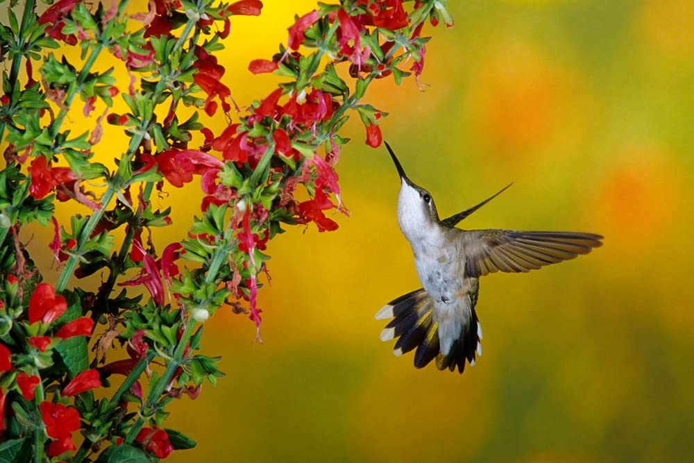 Blood Sage Flower Seeds | 50 Seeds | Excellent Hummingbird Plant