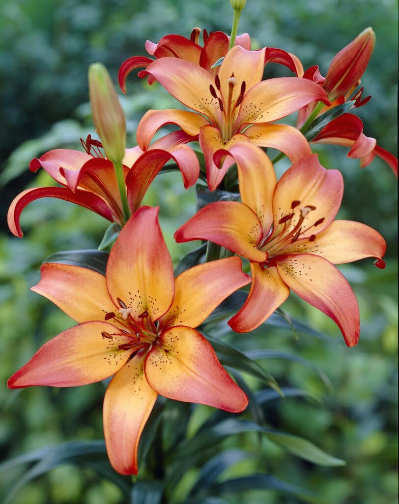 Royal Sunset Lily Bulbs for Planting - Perennial Lilium Bulbs