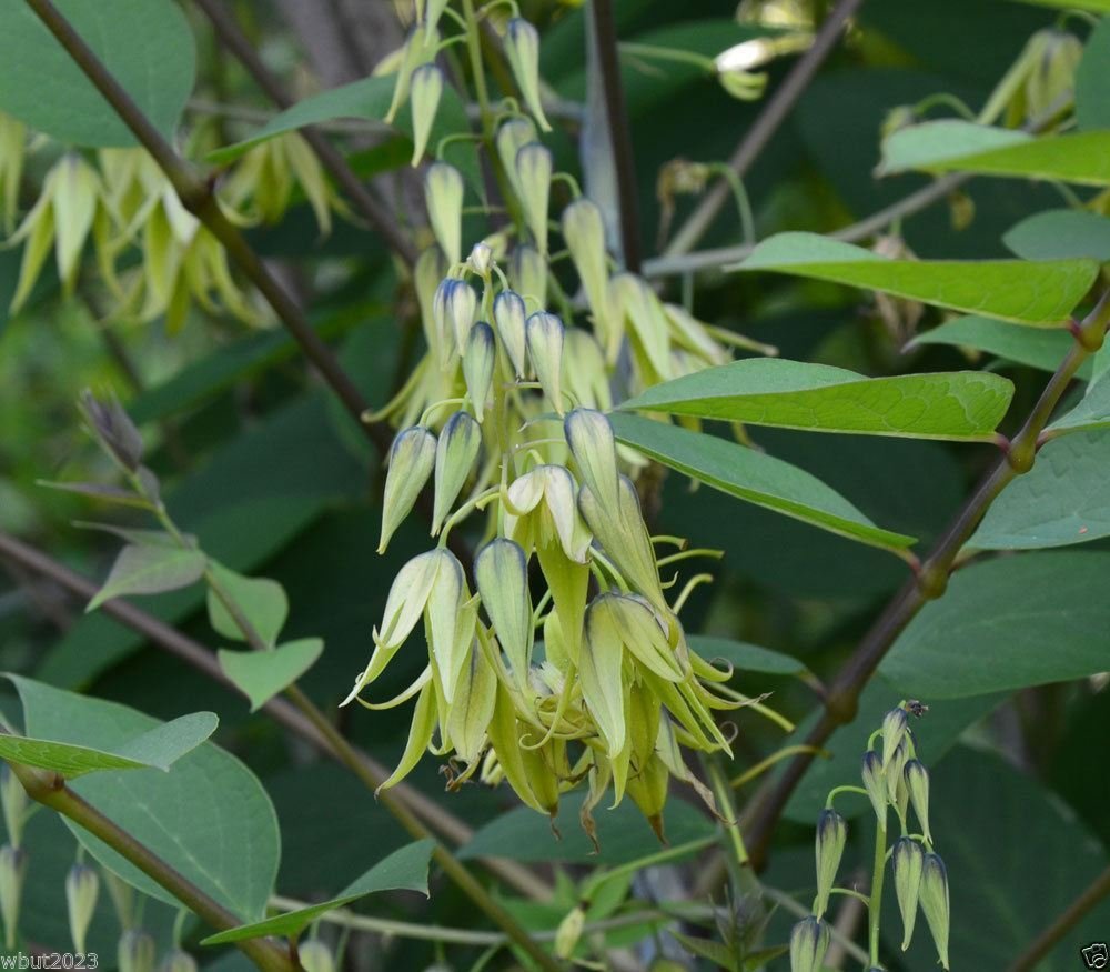 Decaisnea Fargesii - Blue Sausage Fruit - A.k.a. Blue-bean, Dead Man's Fingers(5 Seeds)