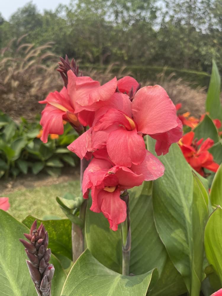 3 Canna Lily Bulbs for Planting - Rhizome/Bulb/Plant