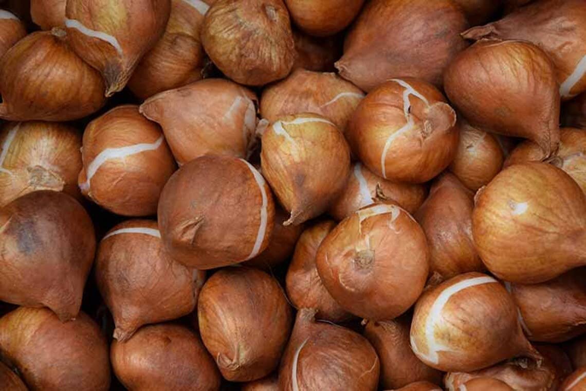Tulip Bulbs for Fall Planting | Mixed Perennial Flower Tulip Bulbs | Zones 3-8 | Bulb Size 10/11cm | 25 Bulbs