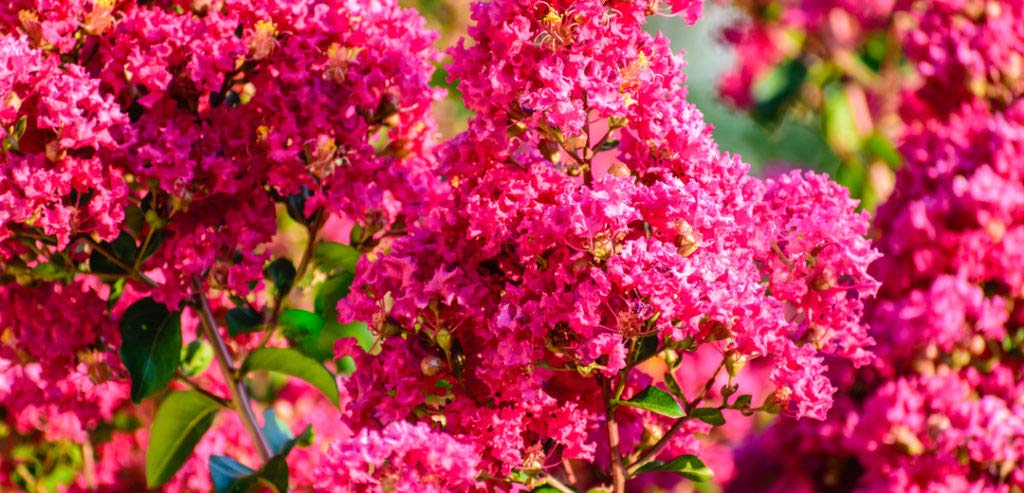 Crape Myrtle Bonsai Tree Seeds - 20 Seeds - Exotic Bark and Vibrant Flowers - Ships from Iowa. Made in USA