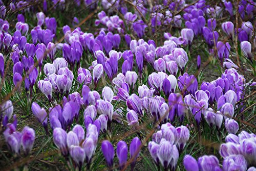 Blue Moon Mix Crocus 20 Bulbs - Blues and Purples - 8/9cm Bulbs