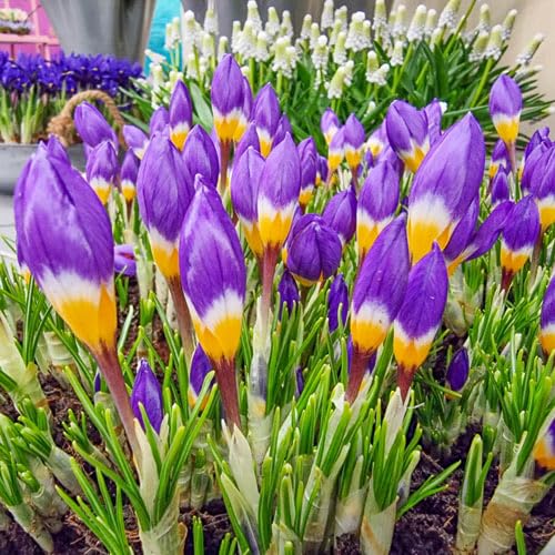Tricolor Crocus Bulbs for Planting