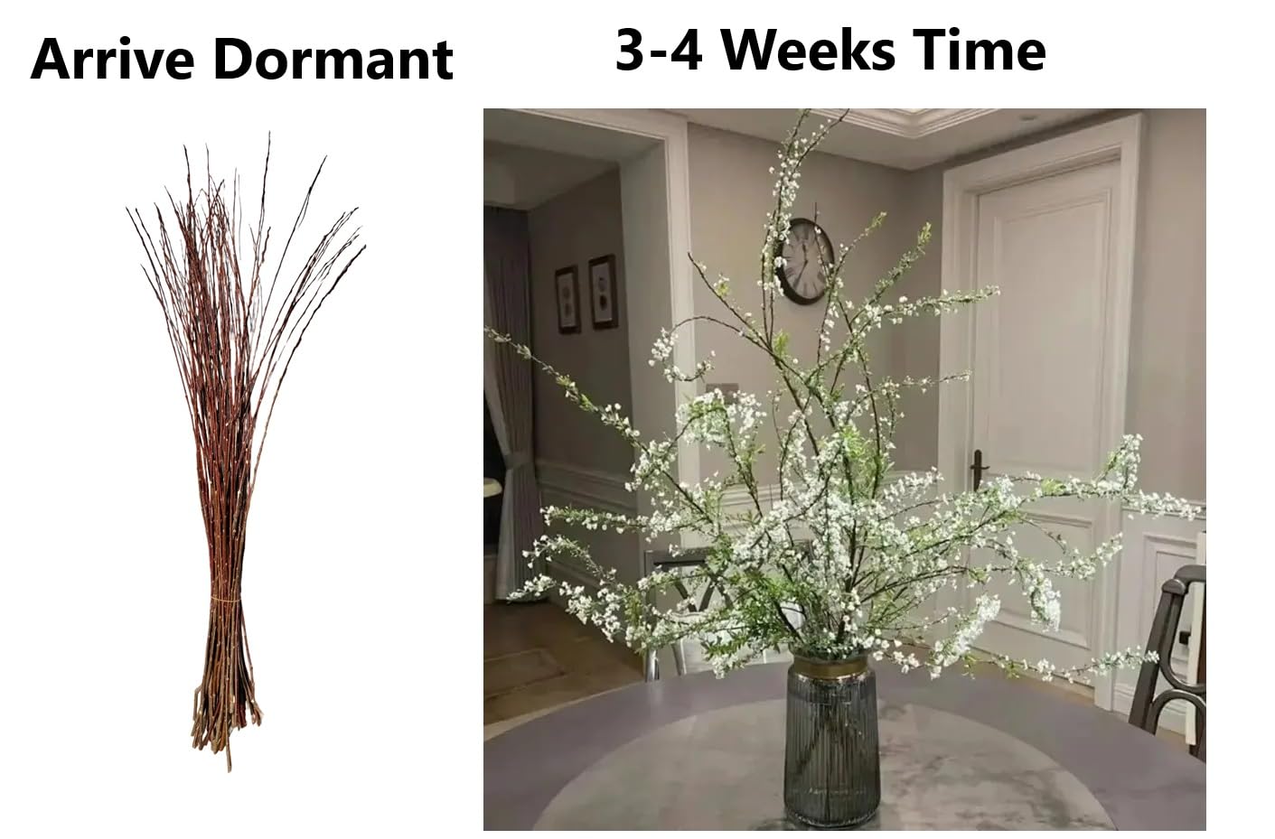 Snow Willow Branches Living Vase Decor - Grows in Just Water for Weeks - 16-24 Inches Tall