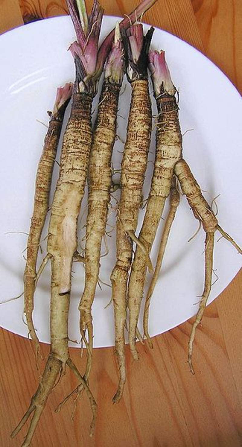 100+ Greater Burdock Root Seeds to Plant - Arctium lappa