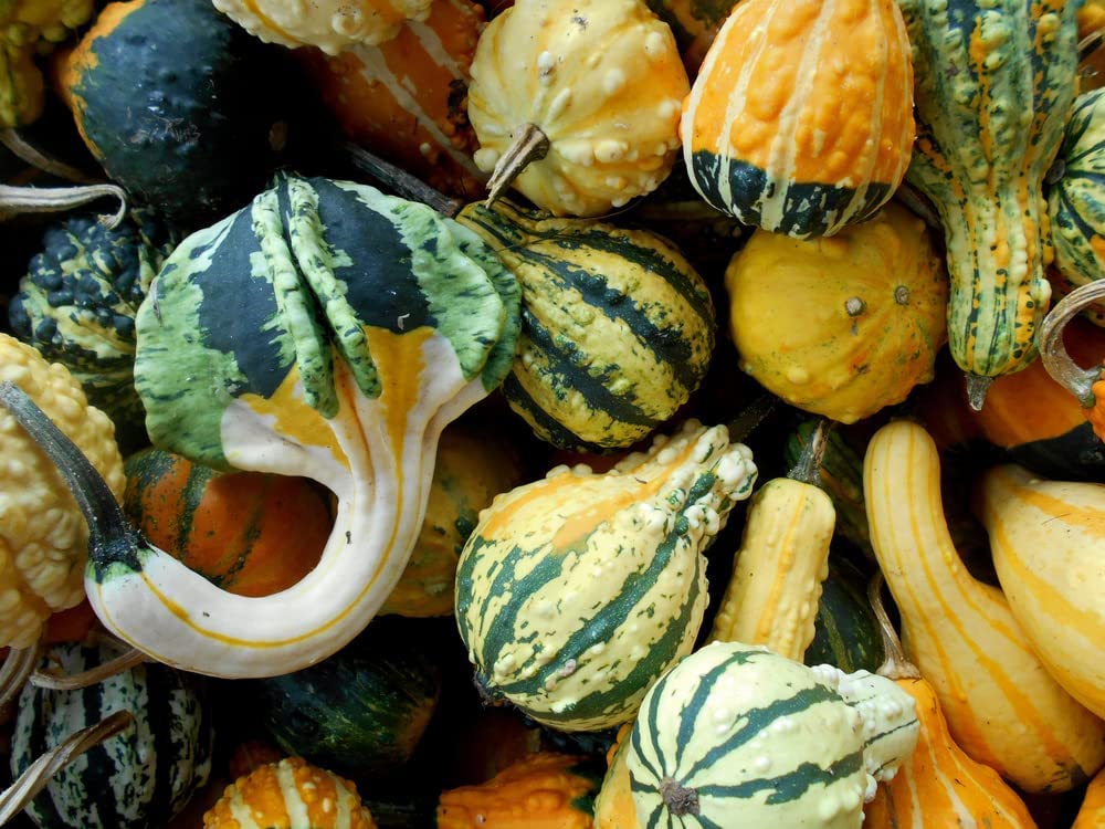 Real Iowa Grown Gourds for Display - Mixed Small Gourds for Fall, Thanksgiving, Harvest Season