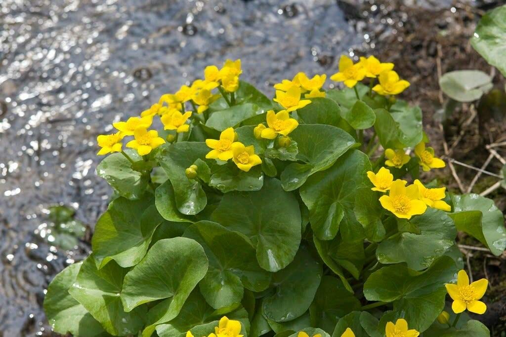Yellow Swamp Marigold Bidens Aristosa Mutica Flower Jocad (200 Seeds)