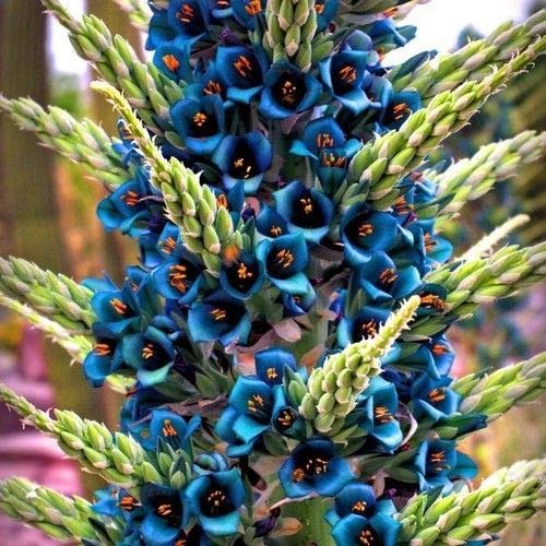 Blue Sapphire Tower Plant Seeds (Puya alpestris) 10+Seeds
