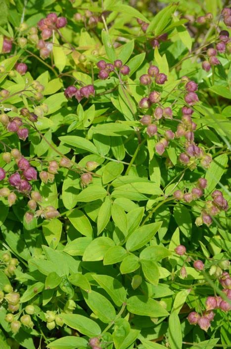 Jacob's Ladder Wildflower Seeds for Planting (50 Seeds) - Polemonium reptans - Stunning Spring Blooming Wildflower