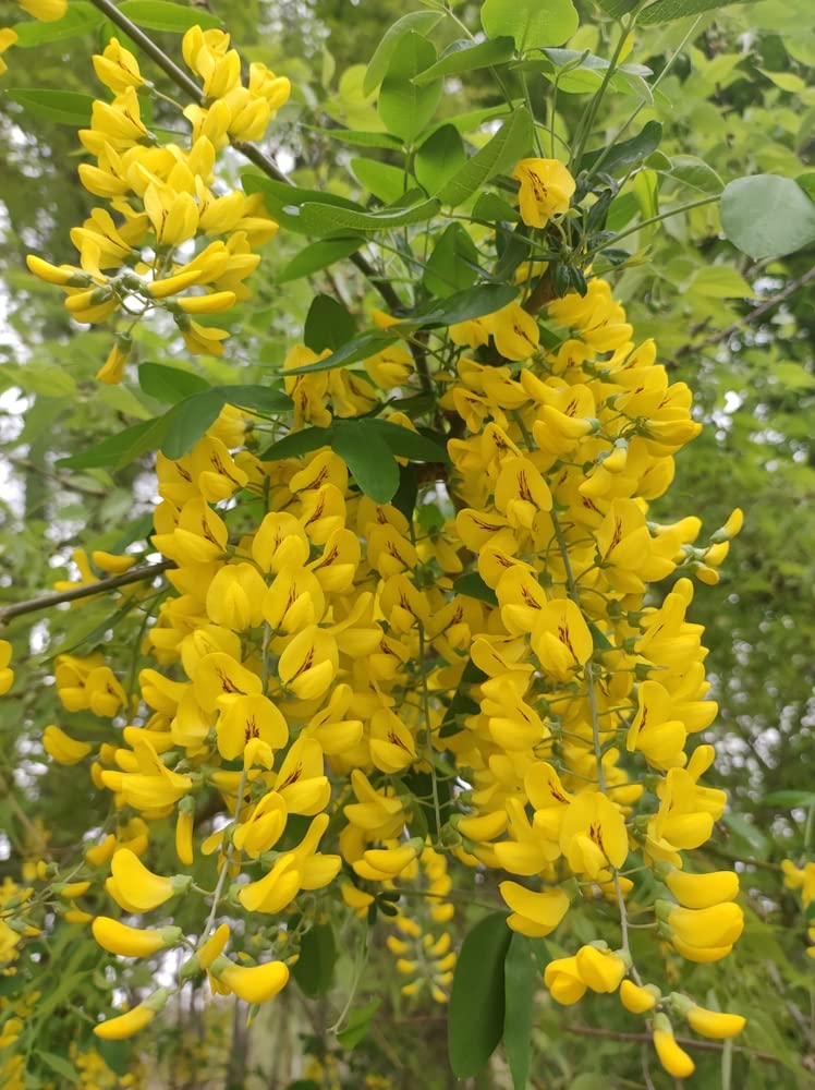 Siberian Peashrub Seeds for Planting (30 Seeds) Attractive Bush That Blooms Flowers and Pea Pods - Caragana arborescens