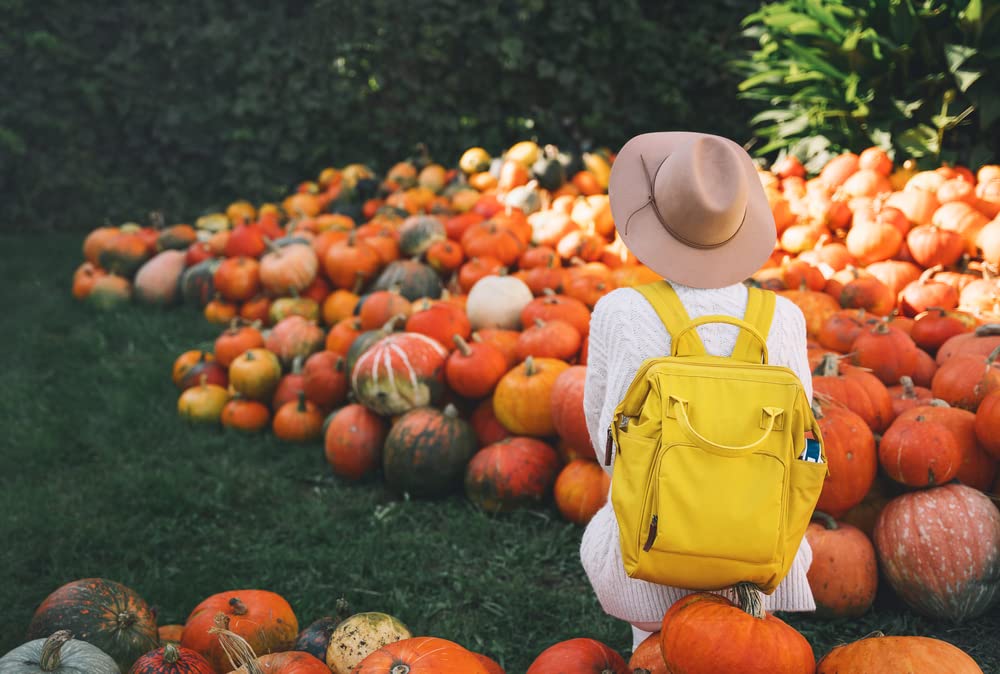 Pumpkin Patch Seeds Kit - 30 Seeds to Grow - Make Money Selling Pumpkins and Gourds - One Bag of Mixed Seeds