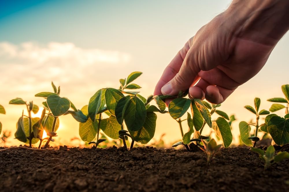 Bean Grower Bundle - 100 Seeds of Each Type - Soybeans, Mung Beans, Adzuki Beans, Black Soybeans