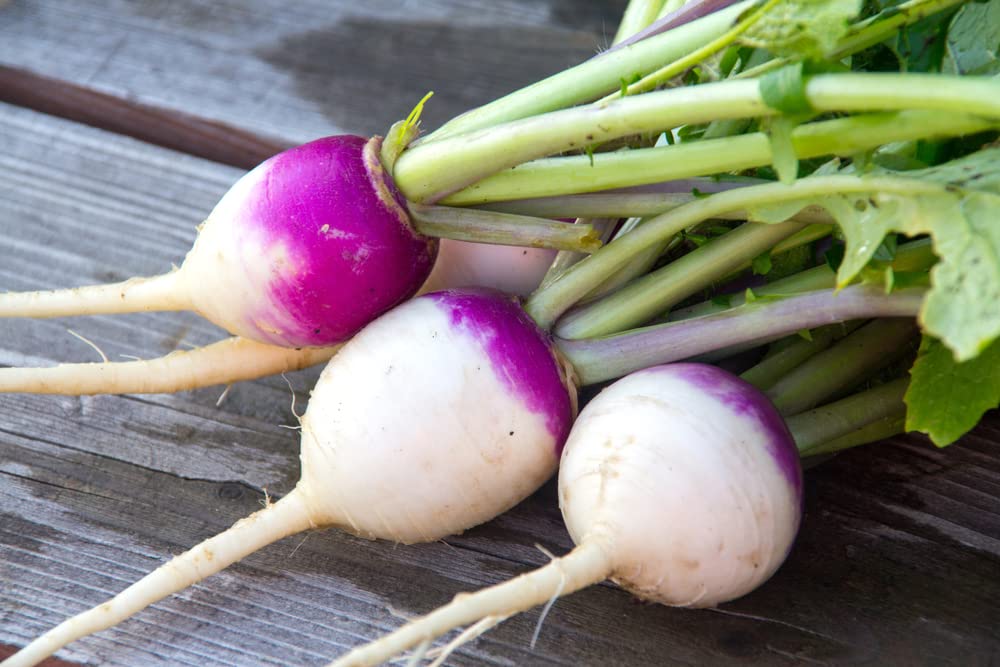Purple Top Turnip Seeds for Planting - 500+ Seeds for Growing - Excellent Cover Crop and Winter Forage