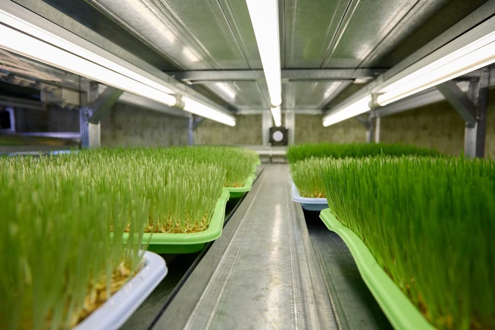 5 Pounds of Wheat Microgreens Seeds to Grow - Wheat Berries to Germinate