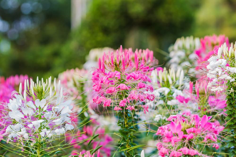 500+ Spiderflower Seeds for Planting - Exotic Mixed Color Cleome Flowers - Great for Hummingbirds, Grow to 4 Feet Tall Spider Flower