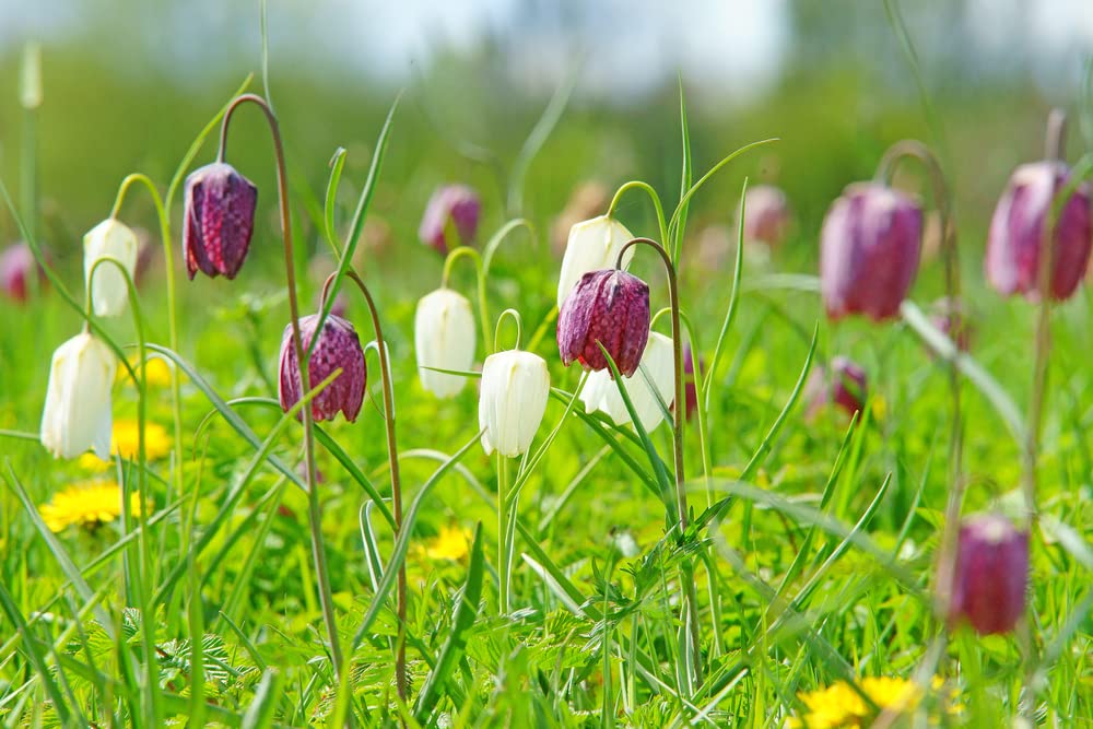 Fritillaria Meleagris Bulbs for Planting - Snakes Head Fritillary, Checkered Lily - Ships from Iowa, USA