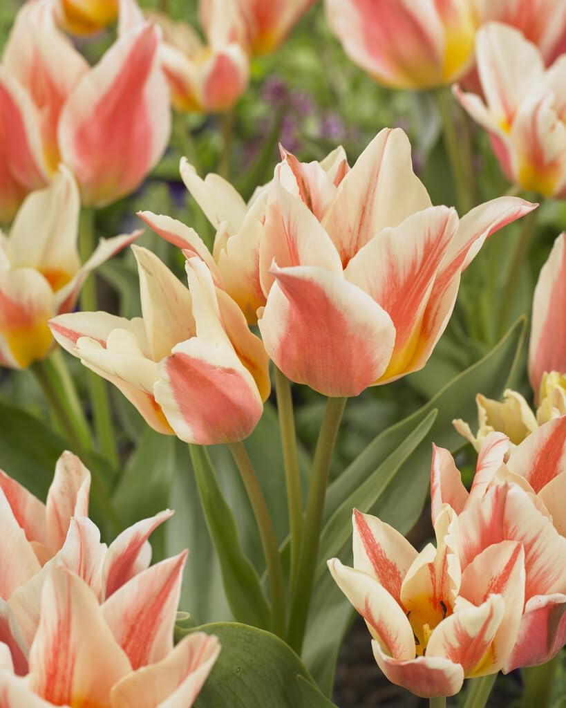 Greigii Quebec Tulip Bulbs for Planting - Easy to Grow Perennial Tulip Flower Bulbs - Stunning Color