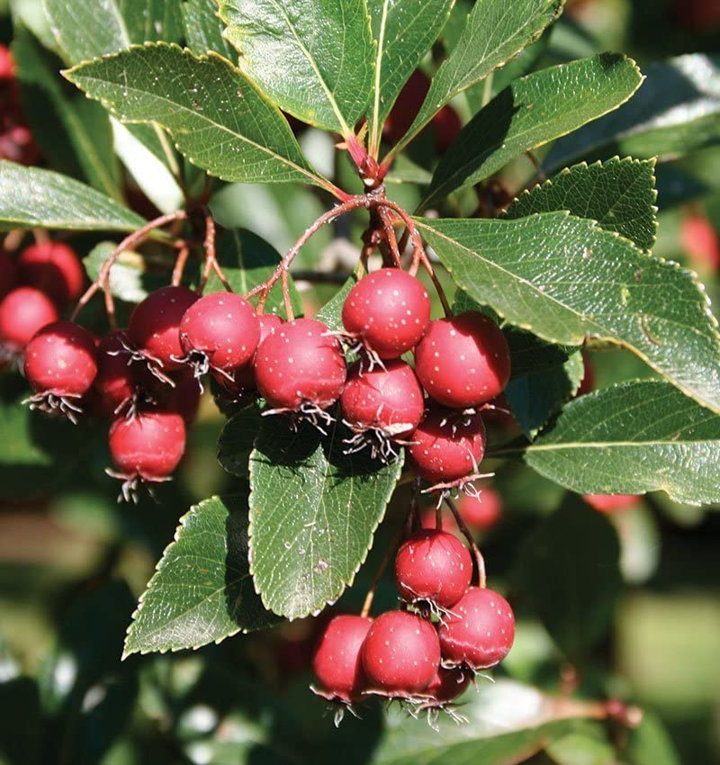 Thornless Hawthorn Tree Seeds for Planting (30 Seeds) - Crataegus Crus-Galli