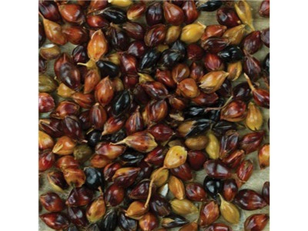 Multi-Colored Broom Corn Seeds - High yields of Beautiful Straw! Very Beautiful!
