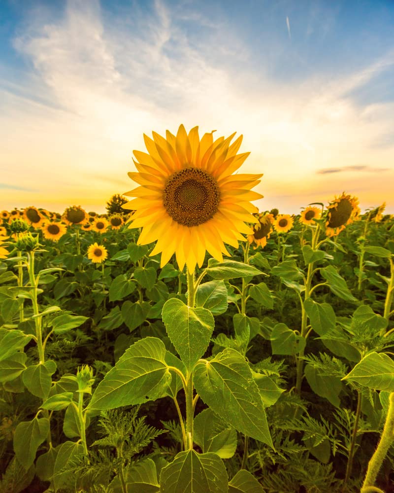 Mammoth Sunflower Seeds for Planting - Grow Giant Sun Flowers in Your Garden - 50 Non GMO Heirloom Seeds - Full Planting Instructions for Easy Grow - Great Gardening Gifts