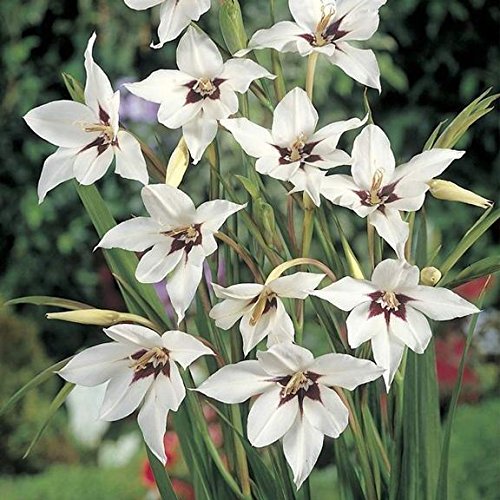 Acidanthera,Abyssinian lily, 25-fragrant gladiolus, acidanthera, peacock orchid.