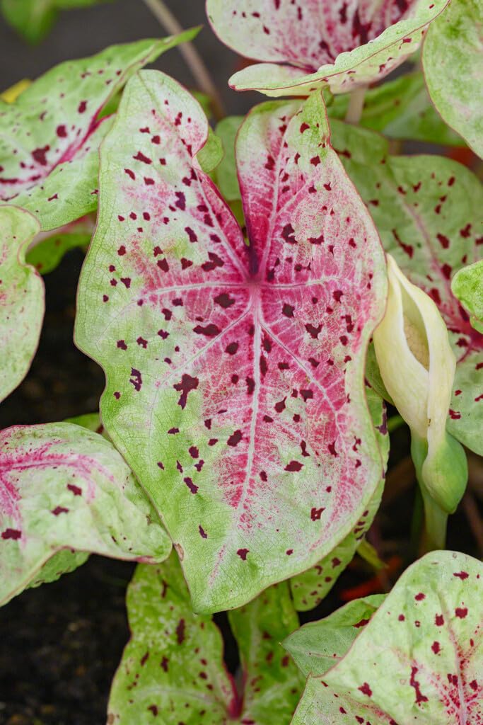 10 Florida Clown Caladium Bulbs for Planting - Perennial Hosta, Elephant Ears, Fancy (10 Bulbs)