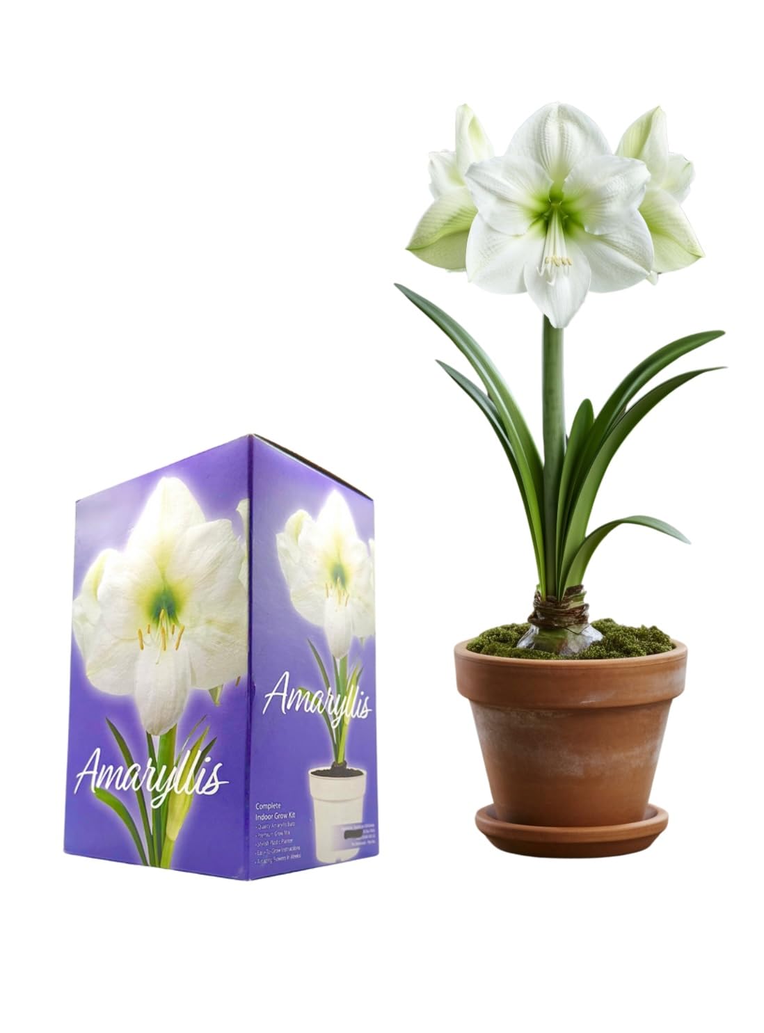 Amaryllis Grow Kit - Pre Potted Amaryllis Bulb in Gift Box - Ready to Grow - Great for Christmas