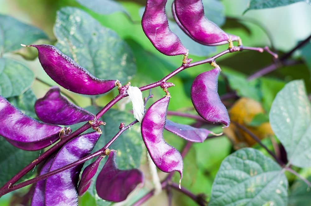 Purple Hyacinth Bean Seeds - 10 Seeds - Grow Red Leafed Beans - Dolichos Lablab