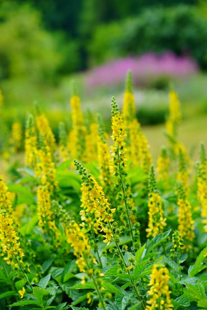 Church Steeples Wildflower Seeds for Planting (100 Seeds) - Agrimonia eupatoria