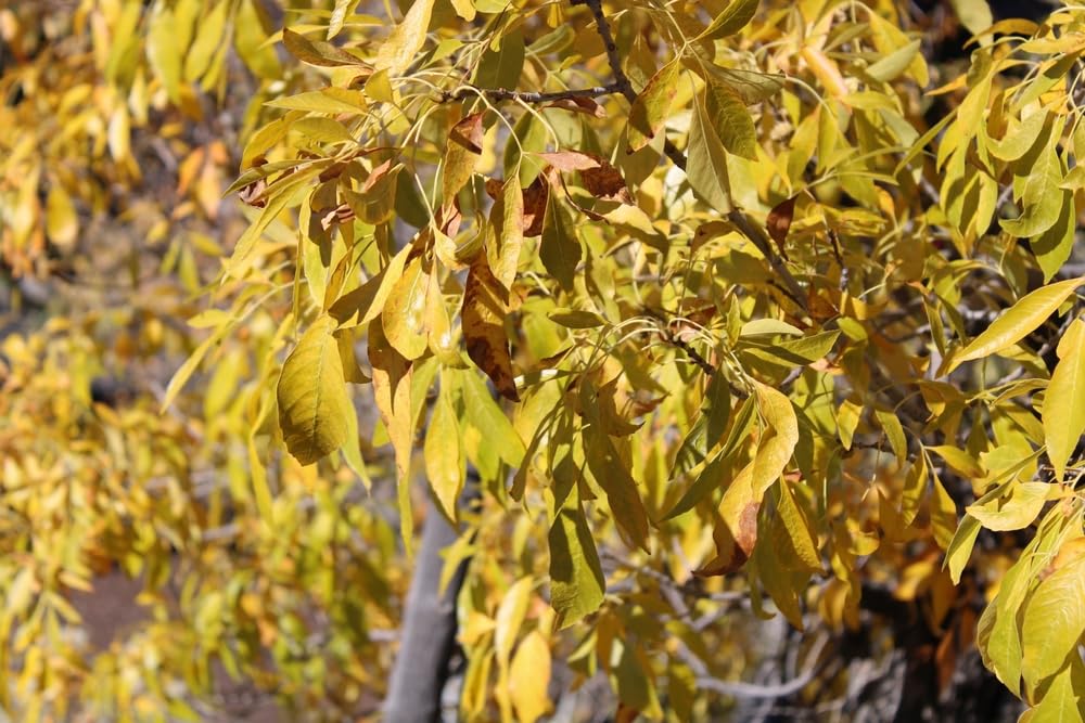 30 Arizona Ash Tree Seeds for Planting - Fraxinus Velutina