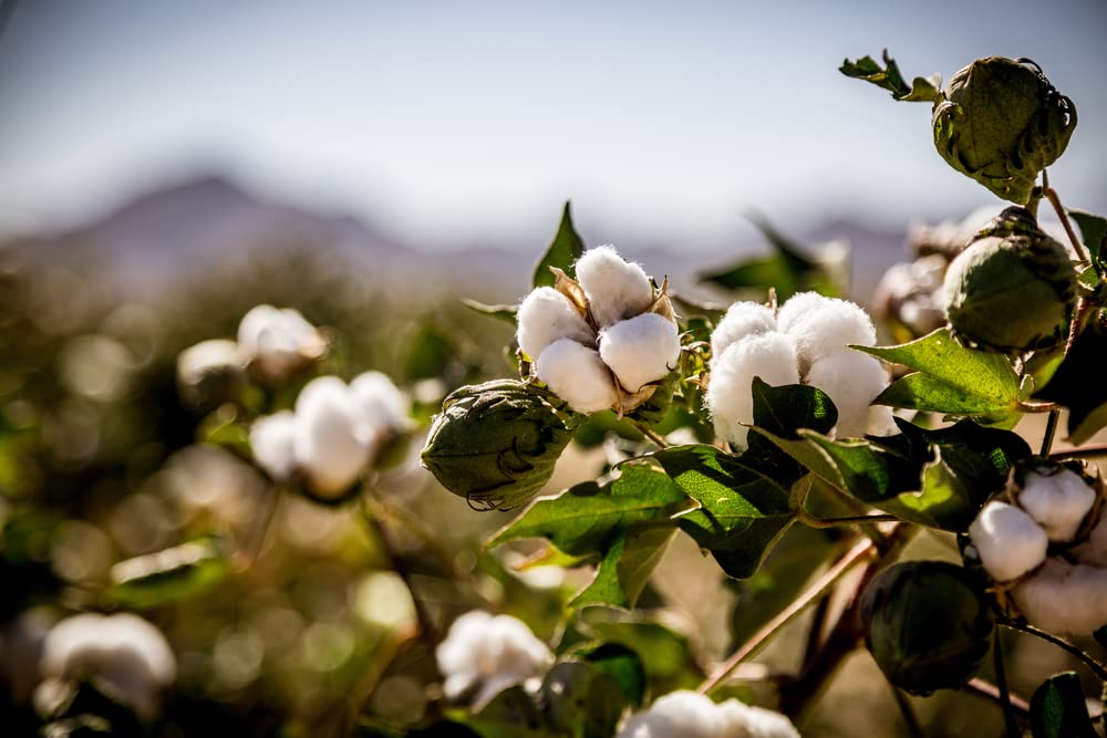 American Cotton Seeds for Planting - Gossypium hirsutum -