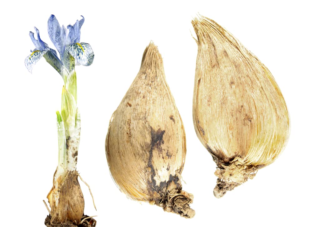 Blue Iris Bulbs for Planting - 10 Bulbs, Easy to Grow Perennial Iris
