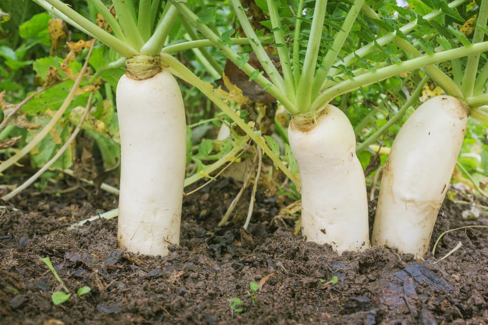 Bulk Daikon Radish Seeds for Food Plot or Cover Crop - Chinese, Japanese, or Oriental Radish - Easy to Grow