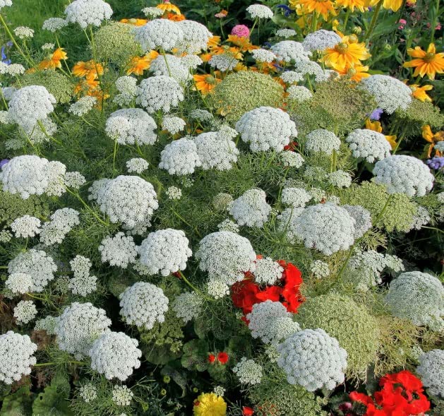 100+ Bishop's Flower Seeds for Planting | Exotic Garden Flowers | Made in USA, Ships from Iowa.