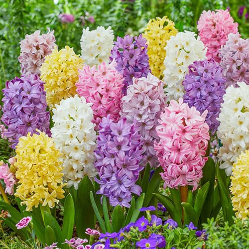 Pastel Mix Hyacinth Bulbs for Planting - Easy to Grow Perennial Hyacinth