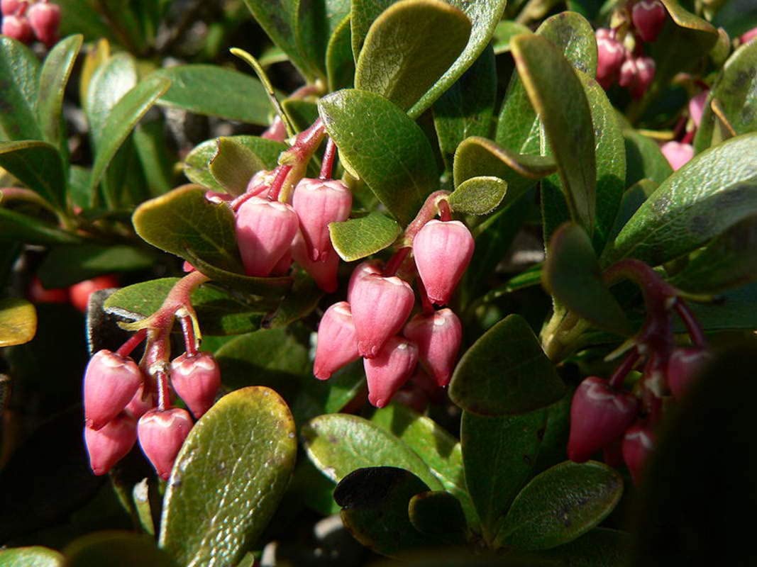 Bearberry Seeds for Planting, 15 Seeds - Attractive Fruit Bearing Ground Cover Plant