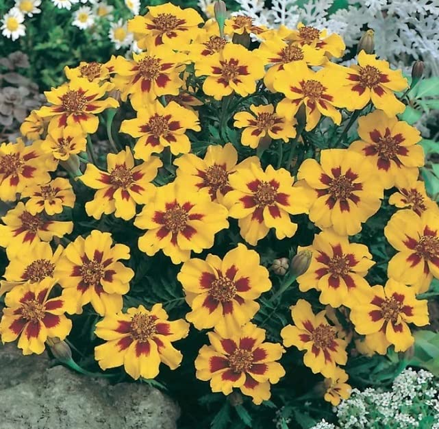 French Marigold Seeds (Dwarf) - Naughty Marietta (200 Seeds) - Easy to Grow and Beautiful Blooms