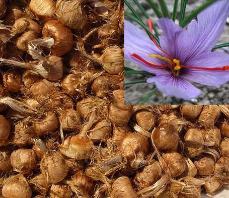 Saffron Crocus 10 Bulbs - Rare Spice - Organic Crocus Sativus
