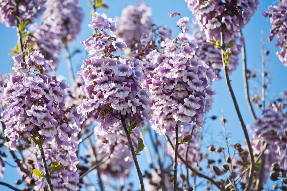 Purple Dragon Tree Seeds for Planting (30 Seeds)