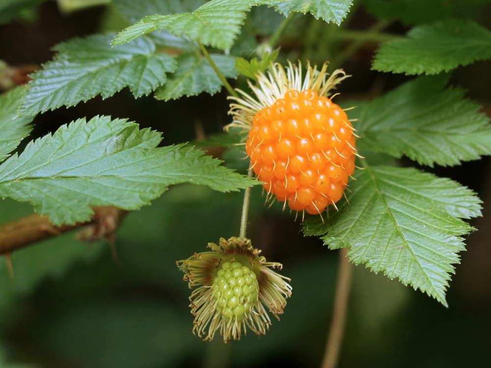 50 Salmonberry Bush Seeds - Rubus spectabilis - Great for Hummingbirds - Salmon Berry