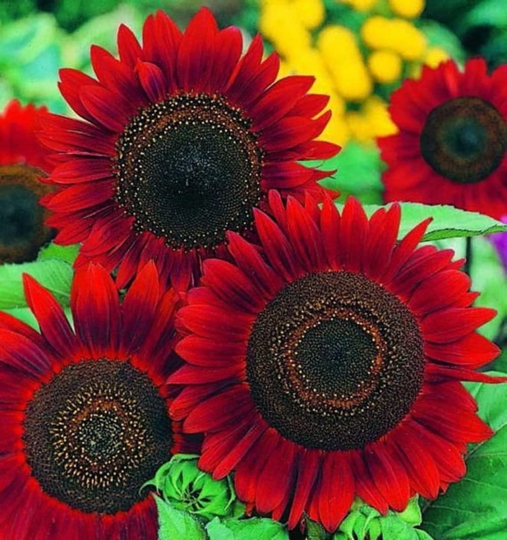 Bulk Sunflower Seeds for Planting | Heirloom & Non-GMO Sunflower Seeds | 1000+ Giant Mammoth Sunflower Seed Mix to Plant Outdoor Home Garden