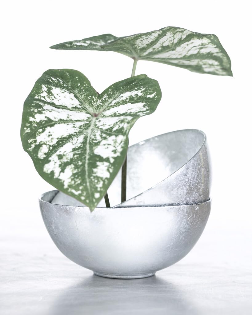 6 White Majesty Caladium Bulbs for Planting - Perennial Hosta, Elephant Ears, Fancy (6 Bulbs)