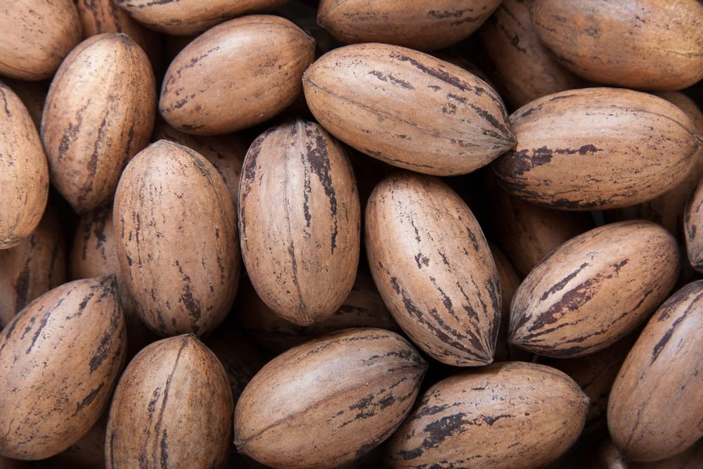 6 Pecan Tree Seeds for Planting - Carya illinoinensis