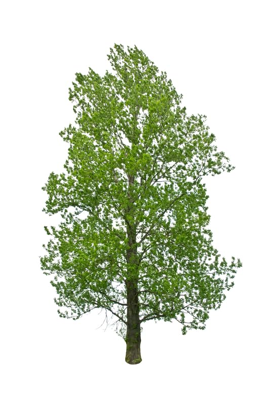 Rooted Hybrid Poplar Tree Seedlings for Planting - Fast Growing Privacy and Shade Trees