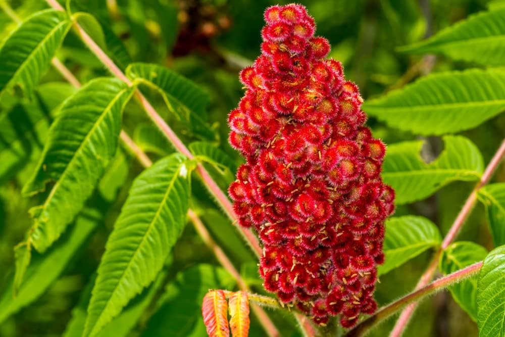 Staghorn Sumac Bush Seedlings for Planting - No Ship to California