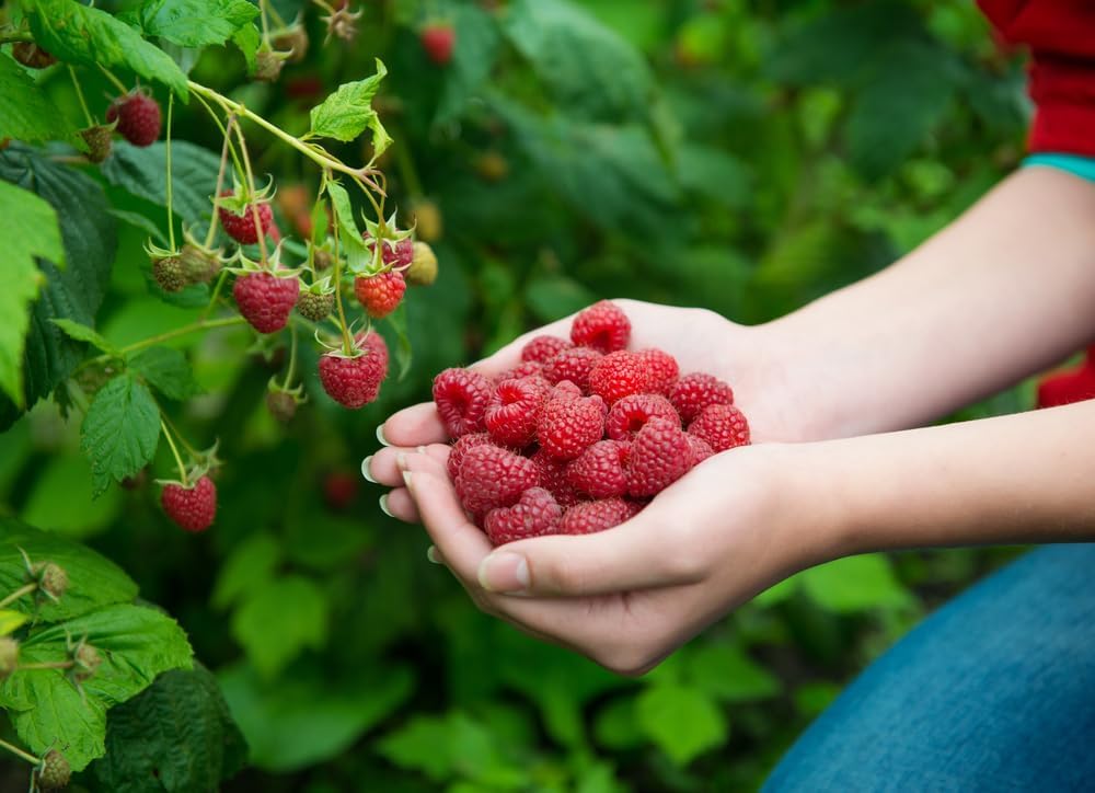 (Best) Latham Raspberry Plants to Grow - Easy to Grow Rooted Plants - No Ship to California (3 Plants)