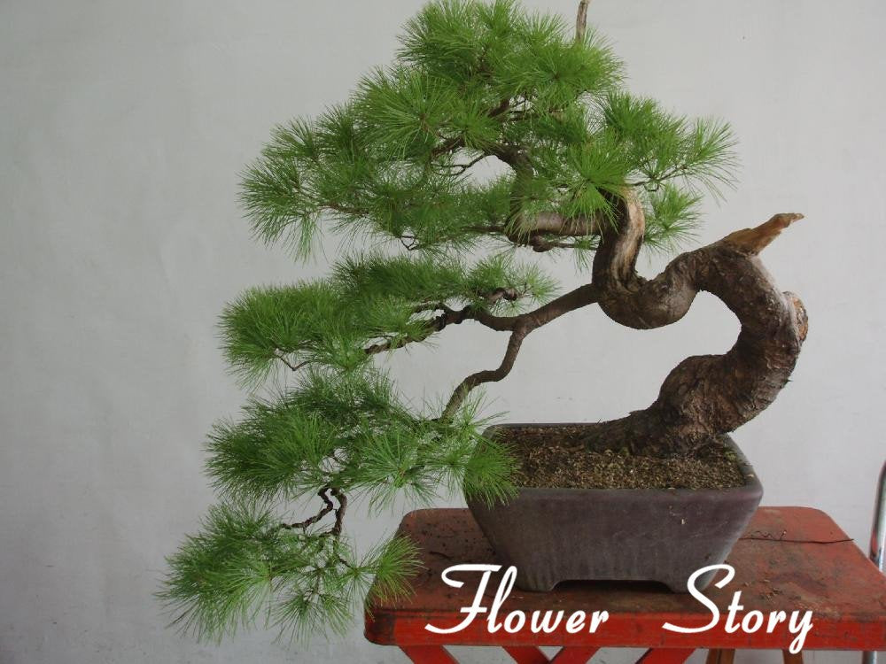 . Japanese Black Pine 20 seeds Pinus thunbergii Bonsai Ornamental. Bonsai Seed evergreen bonsai