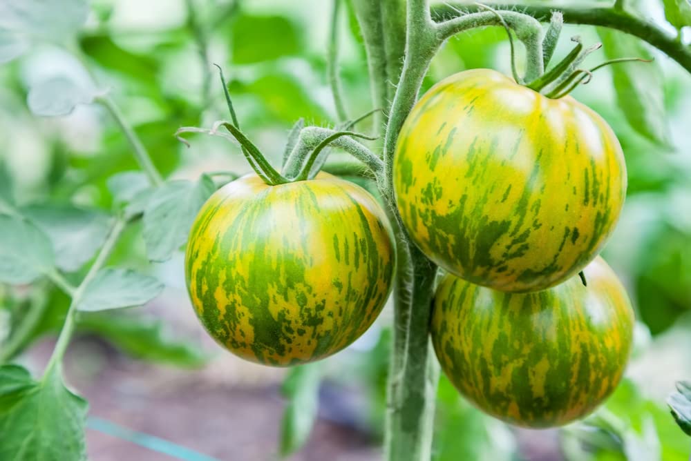 Green Zebra Tomato Seeds - 50+ Seeds, Made in USA - Stunning Color