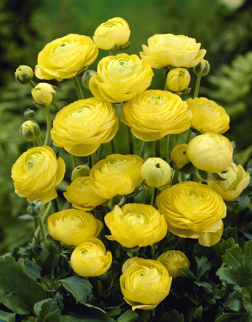 Yellow Ranunculus Bulbs for Planting - Stunning Color and Long Lasting Blooms, Easy to Grow
